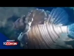 Salento, pesce scorpione avvistato a Santa Caterina