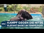 INDIEN: Kampf gegen die extreme Hitze - Elefant findet Rettung im Tempel-Pool!