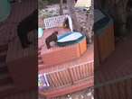 California bear removes hot tub cover and takes a dip