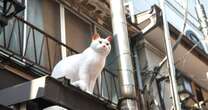 「猫推しの街」に異変が…！東京・谷中の「夕やけだんだん」から猫が消えた理由