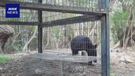 神戸 北区の山林でクマ1頭確認 ツキノワグマの成獣か