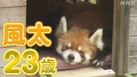 人気レッサーパンダの風太が23歳 子孫は80頭に 千葉