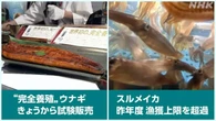 【きょうのおはBiz 5月29日(金)】スルメイカ 漁獲上限を超過