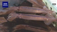スルメイカ 昨年度の漁獲上限を超過 管理の難しさ浮き彫りに