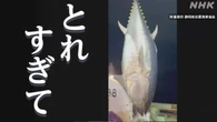 クロマグロに異例の事態 複数県で漁の停止や制限 漁獲量が増で
