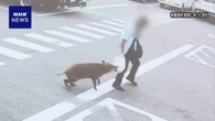 愛知 豊田 市街地にイノシシ 2人襲われけが その後捕獲
