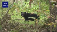 クマ個体数推定調査 統一的な調査手法で来月から東北で開始へ