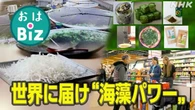 【きょうのおはBiz 10月3日(金)】世界に届け “海藻パワー”