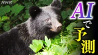 クマ遭遇するリスク 予測するAIを開発 実際に的中したケースも