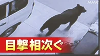 “意外な場所”にクマ出没 背景は？対策は？