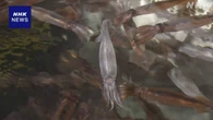 スルメイカ ようやく初競りも記録的高値 北海道 函館