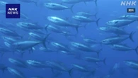 クロマグロ国際会議8日開幕 新ルール合意で増枠できるか焦点