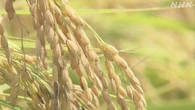 コメの予想収穫量 去年比63万トン増