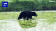 盛岡 田んぼ走るクマ目撃 “向かってきたら死んでいたかも”