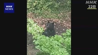 秋田 仙北 緊急銃猟でクマ2頭駆除 けが人なし 県内2例目