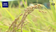 “家畜の餌用のコメ 不足で増産を” 農林水産省が呼びかけ