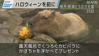 【動画】Pickup NEWS （10月26日）