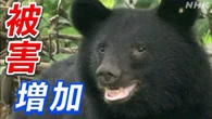 クマ被害増加 背景を分析 専門家“リスク想定し対策を”