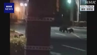 盛岡中心部 クマ目撃相次ぐ 官庁街で2頭歩く姿も 注意呼びかけ