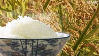 来年のコメ生産量は減る見込み 生産者からは賛否の声