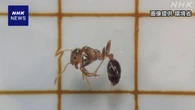 東京 青海ふ頭で1万匹以上のヒアリ見つかる 都内では過去最多