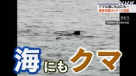 海面から顔を出すクマ目撃 海上で駆除 青森