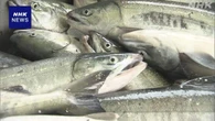 北海道 秋サケ漁獲数 去年同期比 約6割減 10年間で最少
