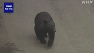 クマ被害 自治体のハンター雇用を支援 交付金調整へ 環境省
