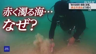 沖縄 海への赤土流出 どう防ぐ