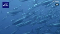 クロマグロの漁獲枠 “他国などと連携し協議再開を” 鈴木農相