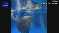 マンボウの「バブルリング」を撮影 SNSで注目 鹿児島の水族館