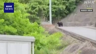 宇都宮 中学校校庭にクマ1頭 住宅街に移動か 捕獲準備進める
