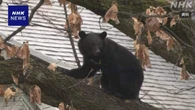 クマ被害 警察官によるライフル銃使った駆除 きょうから可能に
