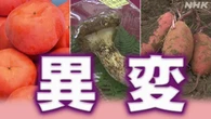 秋の味覚に異変！夏の猛暑と水不足が野菜を直撃
