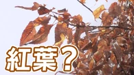 色づいた木の葉 紅葉でなく「ナラ枯れ」かも 倒木の危険も