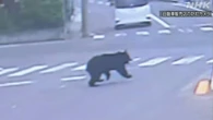 クマ被害拡大 今年度人身被害 9都道県で27人 生活圏でも相次ぐ
