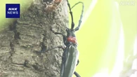 「クビアカツヤカミキリ」被害拡大 昨年度全国で3万7000本超
