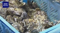 宮城 カキの出荷が解禁 津波被害の気仙沼でも出荷始まる