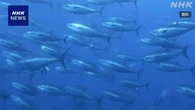 クロマグロ国際会議 漁獲枠拡大 合意に至らず