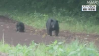 親子グマや子グマによるものが２割か 10月の被害分析