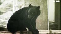 9月のクマによる人身被害 全国で39人 この10年で最多
