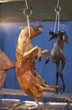 Il "festival di sangue": cosa accade a questi cani
