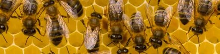 La lezione (dimenticata) delle api