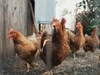 Anche le galline nel loro piccolo si riconoscono allo specchio (e non sbagliano)