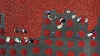I campi sterminati e il vantaggio demografico: così la Cina vince la sfida dei pomodori