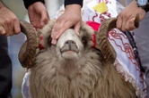 Казахстанцам предложили несколько вариантов, как сделать жертвоприношение на Курбан айт