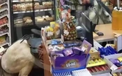На белом коне въехал прямо в магазин россиянин в Сочи