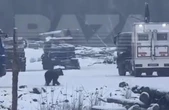 Медведь напал на двух рабочих в Якутии (ВИДЕО)