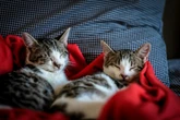 Мужчина выплатит алименты кошкам после развода