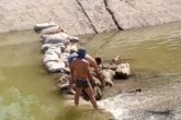 Дамбу из останков животных соорудили в Самарканде